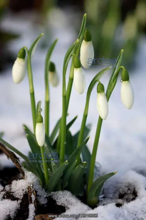 : Snowdrops - after a modest fall of snow : Snowdrops - after a modest fall of snow