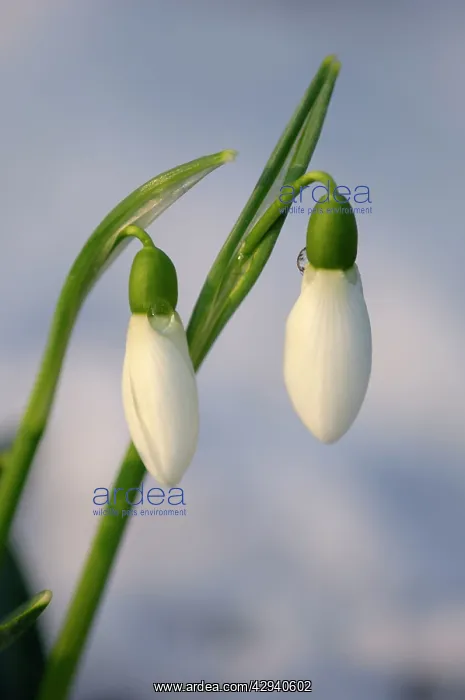  : Snowdrops - after a modest fall of snow