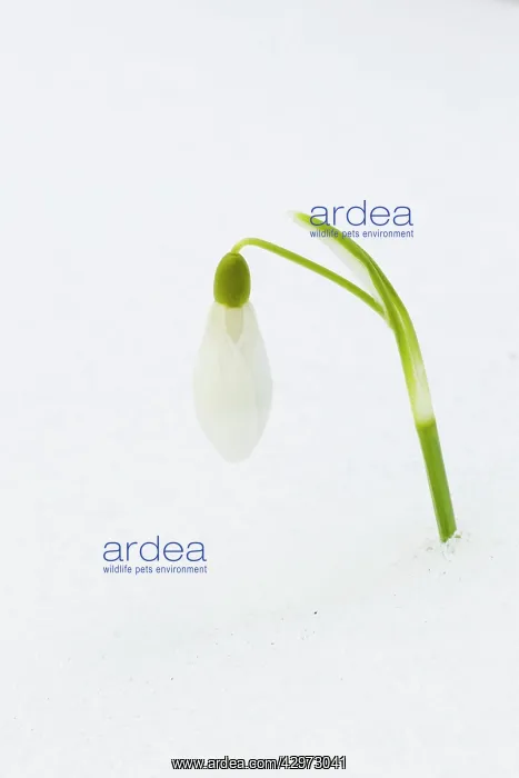 : Snowdrops in snow : Snowdrops in snow