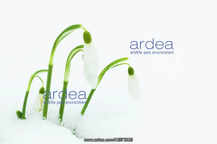 : Snowdrops in snow : Snowdrops in snow