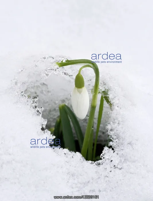 : Snowdrops - in snow - late winter, early spring : Snowdrops - in snow - late winter, early spring