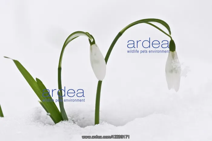 : Snowdrops - in snow - late winter, early spring : Snowdrops - in snow - late winter, early spring