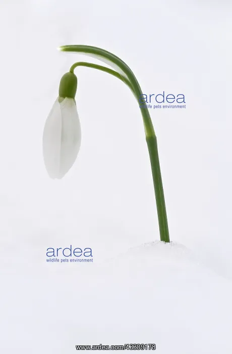 : Snowdrops - in snow - late winter, early spring : Snowdrops - in snow - late winter, early spring
