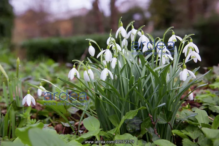 : Snowdrops - in spring : Snowdrops - in spring