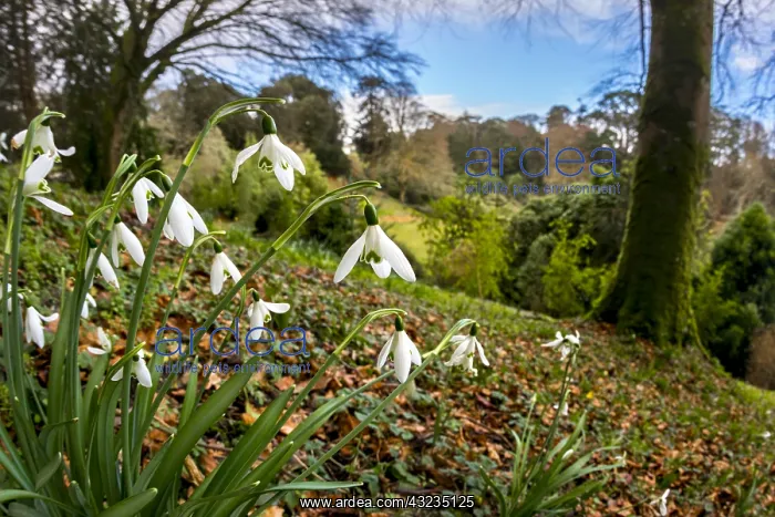 : Snowdrops - Trebah Garden - Cornwall - UK : Snowdrops - Trebah Garden - Cornwall - UK