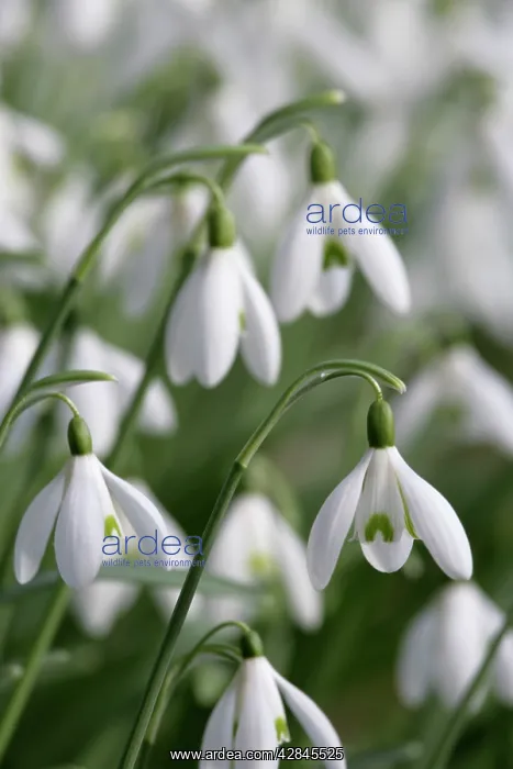  : Snowdrops - UK