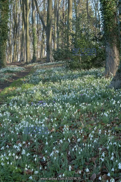 : Snowdrops in woodland - Norfolk UK : Snowdrops in woodland - Norfolk UK