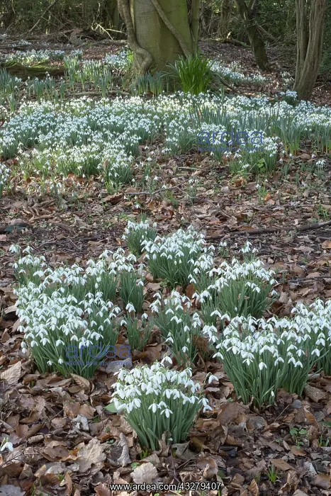 : Snowdrops in woodland - Norfolk UK : Snowdrops in woodland - Norfolk UK