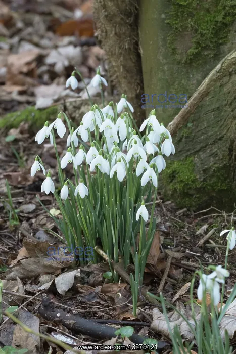: Snowdrops in woodland - Norfolk UK : Snowdrops in woodland - Norfolk UK