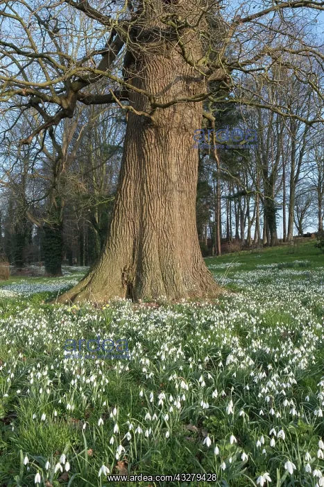 : Snowdrops in woodland with sweet chestnut tree - : Snowdrops in woodland with sweet chestnut tree -
