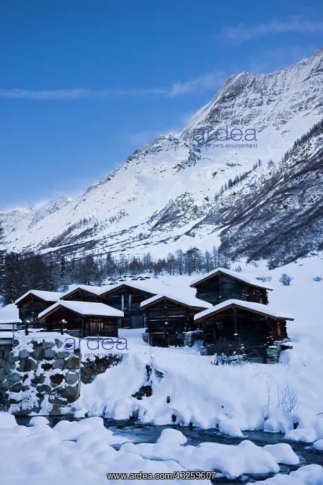 : snowed in alp alm buildings in Loetschental : snowed in alp alm buildings in Loetschental