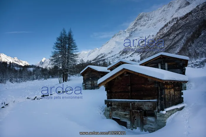 : snowed in alp alm buildings in Loetschental : snowed in alp alm buildings in Loetschental