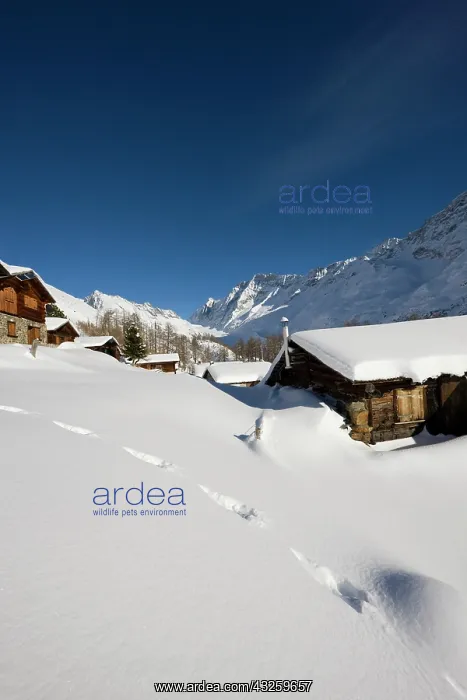 : snowed in alpe alm building Guggistafel : snowed in alpe alm building Guggistafel