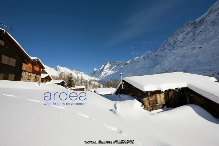 : snowed in alpe alm building Guggistafel : snowed in alpe alm building Guggistafel
