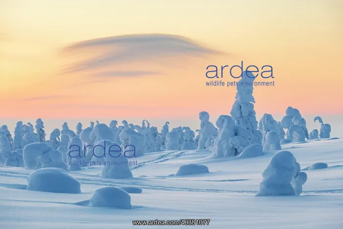 : Snowed-in trees, winter landscape, Riisitunturi : Snowed-in trees, winter landscape, Riisitunturi