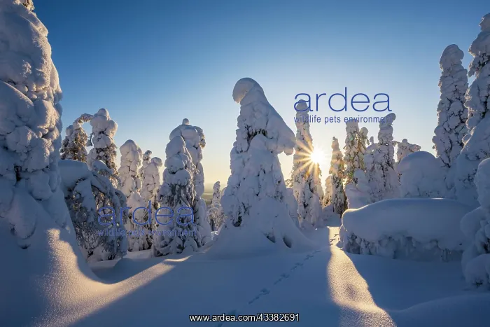 : Snowed-in trees, winter landscape, Riisitunturi : Snowed-in trees, winter landscape, Riisitunturi