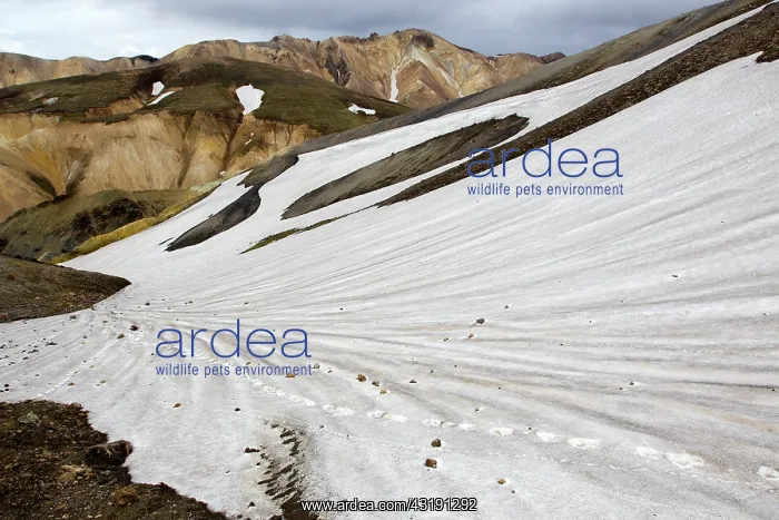 : Snowfield on mountains, Iceland, Landmannalaugar : Snowfield on mountains, Iceland, Landmannalaugar