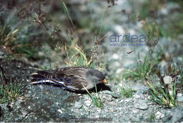: SNOWFINCH : SNOWFINCH
