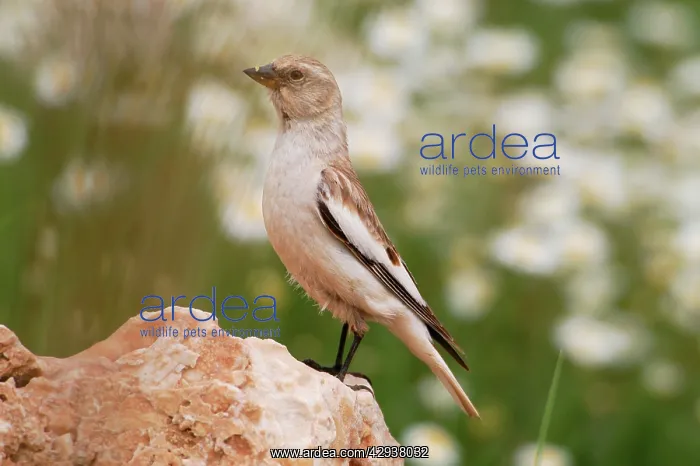  : Snowfinch - adult female, May