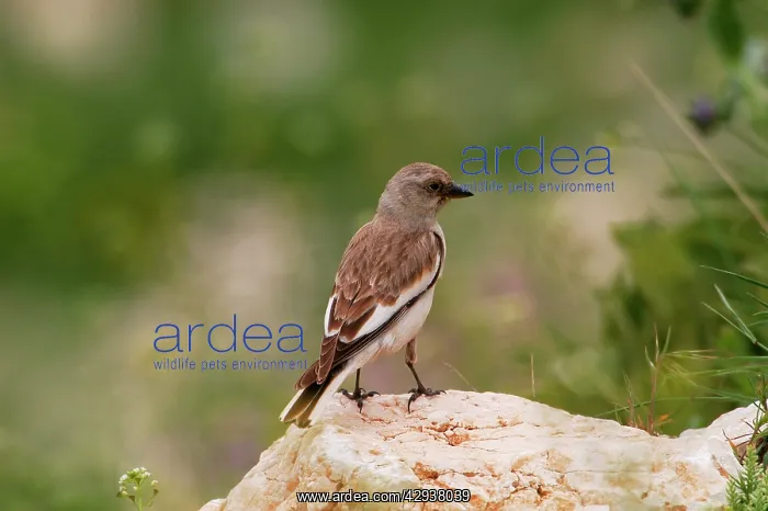 : Snowfinch - adult female, May : Snowfinch - adult female, May