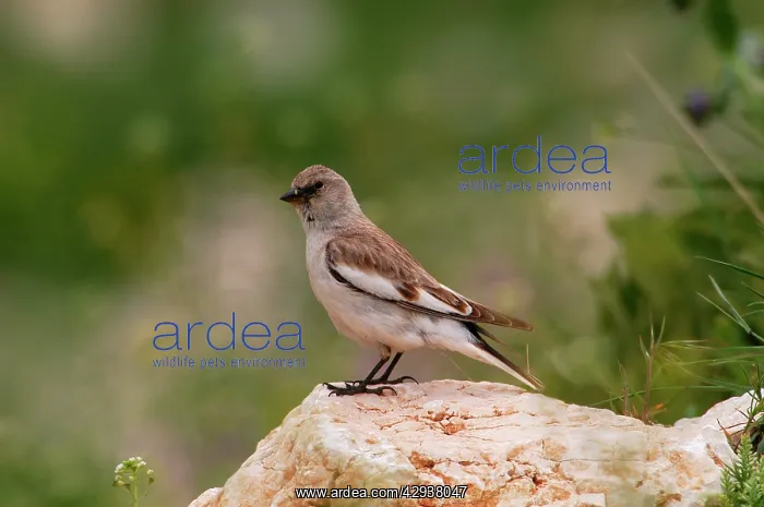 : Snowfinch - adult female, May : Snowfinch - adult female, May
