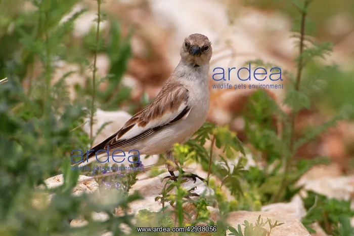 : Snowfinch - adult female, May : Snowfinch - adult female, May