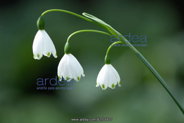 : Snowflake, Summer, Leucojum aestivum : Snowflake, Summer, Leucojum aestivum