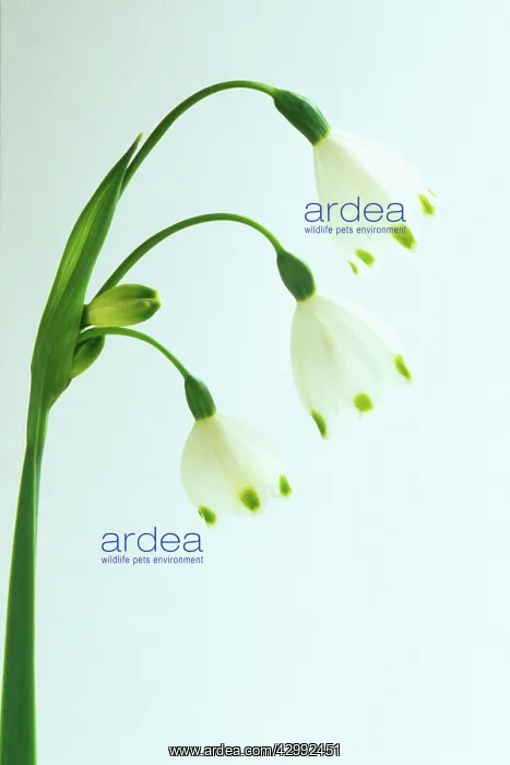 : Snowflake, Leucojum Gravetye giant : Snowflake, Leucojum Gravetye giant