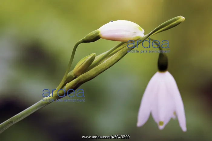 : Snowflake, Summer, Leucojum aestivum : Snowflake, Summer, Leucojum aestivum