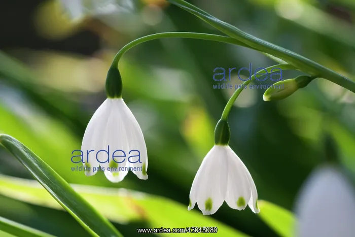 : Snowflake, Leucojum vernum : Snowflake, Leucojum vernum