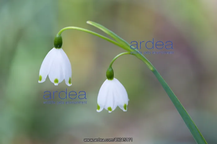 : Snowflake, Spring snowflake, Leucojum vernum : Snowflake, Spring snowflake, Leucojum vernum