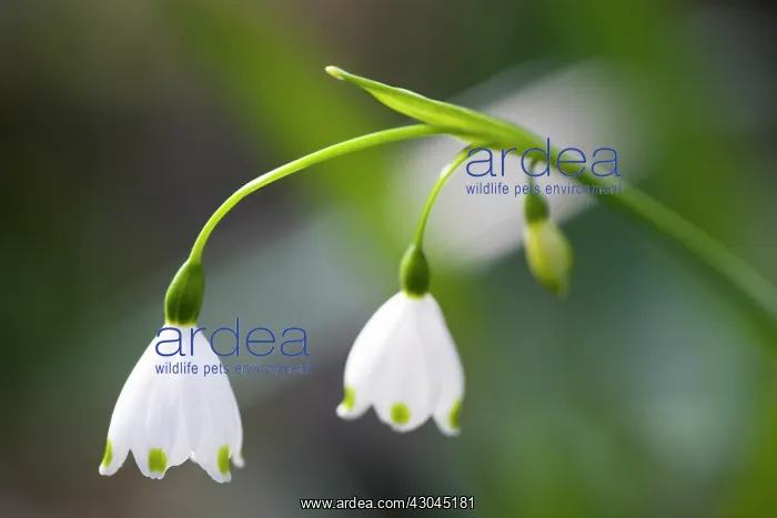 : Snowflake, Spring snowflake, Leucojum vernum : Snowflake, Spring snowflake, Leucojum vernum