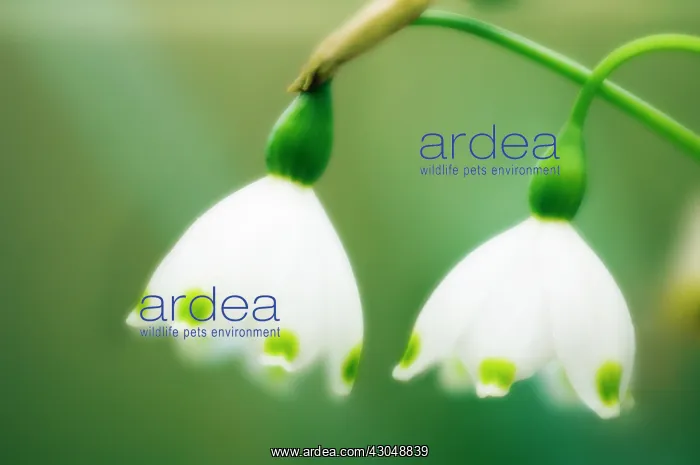 : Snowflake, Leucojum : Snowflake, Leucojum