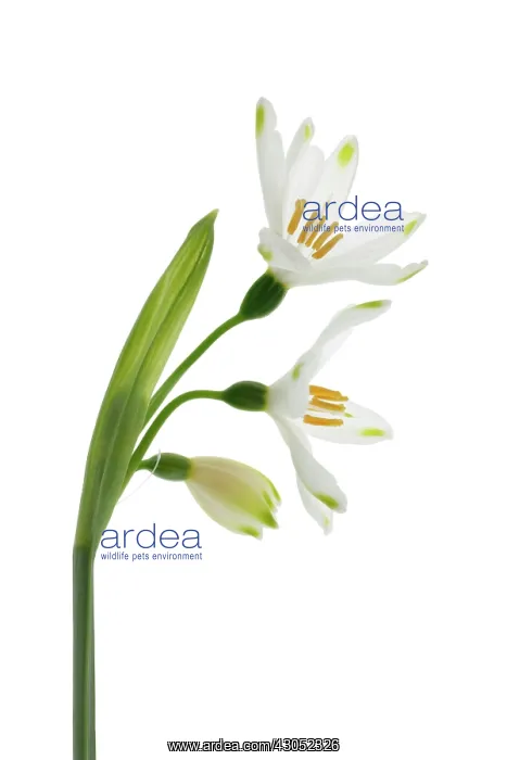 : Snowflake, Spring snowflake, Leucojum vernum : Snowflake, Spring snowflake, Leucojum vernum