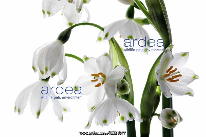 : Snowflake, Leucojum : Snowflake, Leucojum