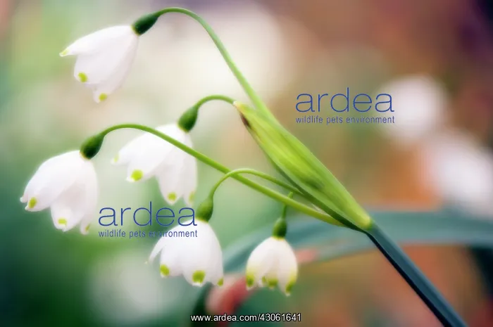 : Snowflake, Summer, Leucojum aestivum : Snowflake, Summer, Leucojum aestivum