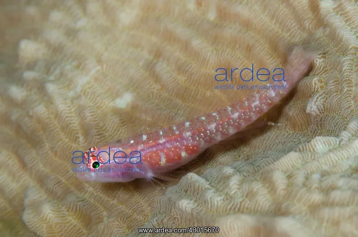 : Snowflake Dwarfgoby : Snowflake Dwarfgoby