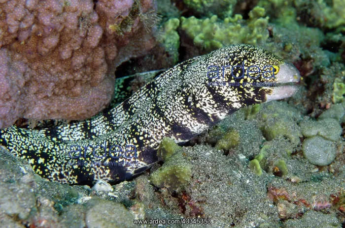 : Snowflake Moray Eel freeswimming - Lipah Beach dive : Snowflake Moray Eel freeswimming - Lipah Beach dive
