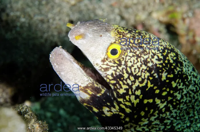  : Snowflake Moray Eel - Lipah Beach dive site, Amed