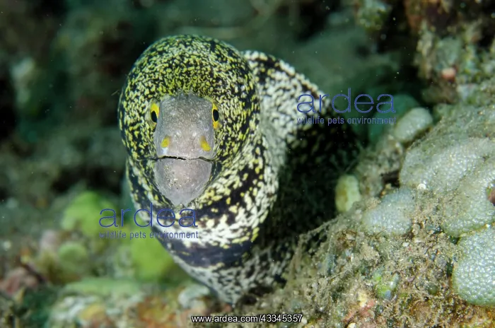 : Snowflake Moray Eel - Lipah Beach dive site, Amed : Snowflake Moray Eel - Lipah Beach dive site, Amed