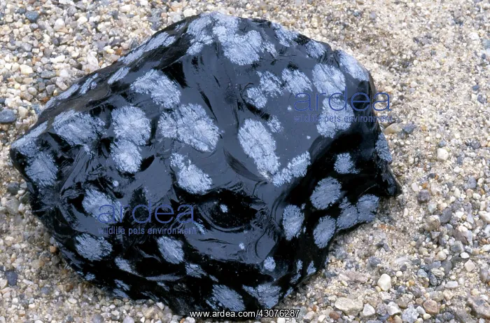 : Snowflake Obsidian : Snowflake Obsidian