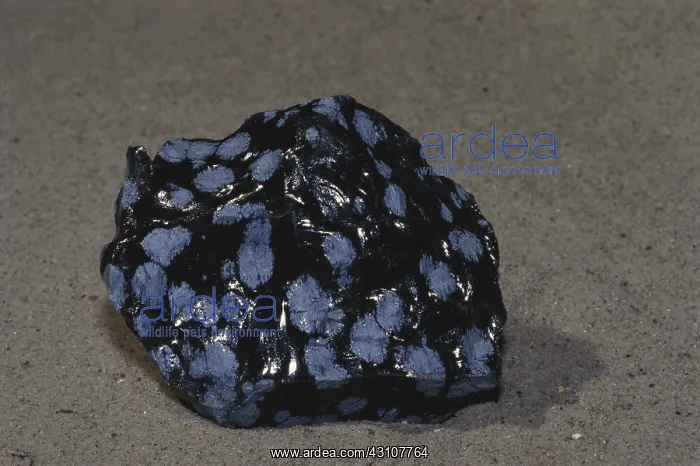 : Snowflake Obsidian : Snowflake Obsidian