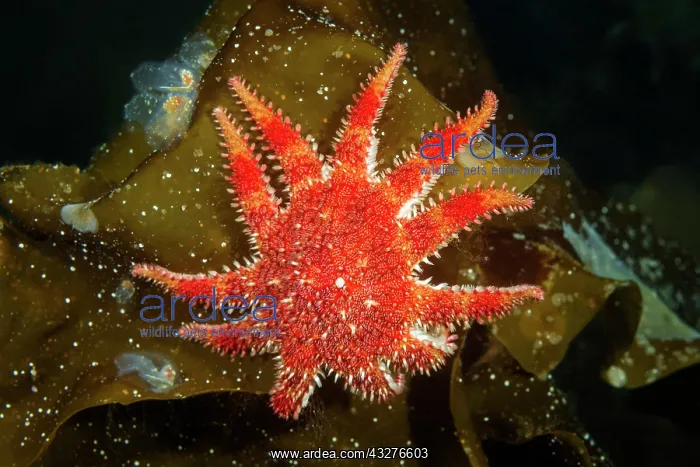 : Snowflake Star or Common Sun Star (Crossaster papposus) : Snowflake Star or Common Sun Star (Crossaster papposus)