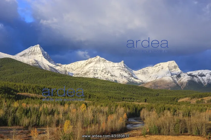 : Snowflakes begin to fall as a late autumn storm approaching over the peaks of the Elk Range mountains in Kananaskis : Snowflakes begin to fall as a late autumn storm approaching over the peaks of the Elk Range mountains in Kananaskis