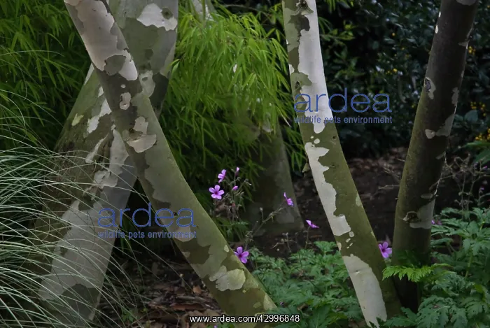 : Snowgum, Eucalyptus niphophila : Snowgum, Eucalyptus niphophila