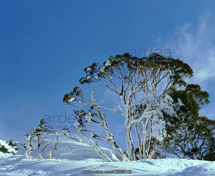 : Snowgums - In snow : Snowgums - In snow