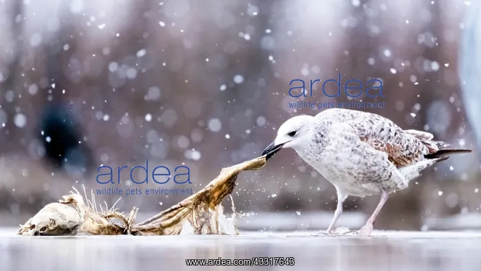 : Snowing. Seagull (Larus sp) immature eating in s : Snowing. Seagull (Larus sp) immature eating in s