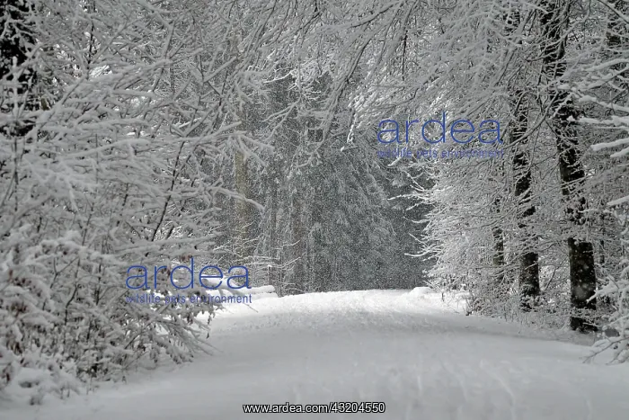: It is snowing in the winter landscape in the forest : It is snowing in the winter landscape in the forest