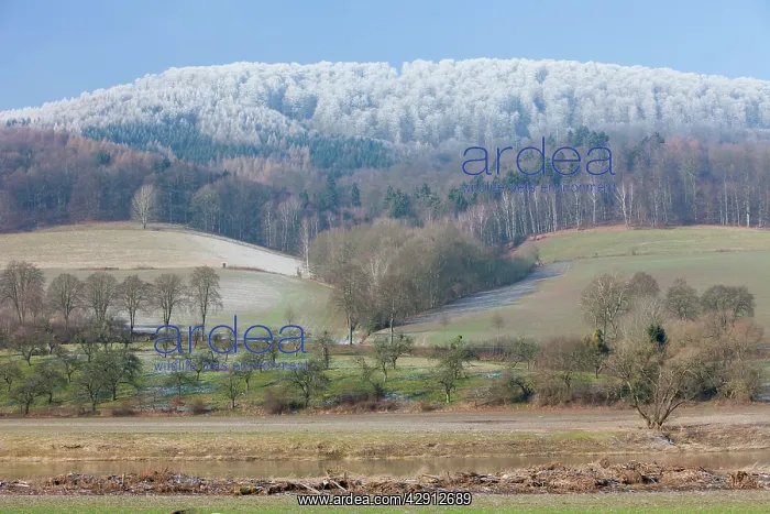 : Snowline - on forestry in the River Weser valley in winter : Snowline - on forestry in the River Weser valley in winter