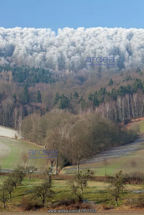 : Snowline - on forestry in the River Weser valley in winter : Snowline - on forestry in the River Weser valley in winter